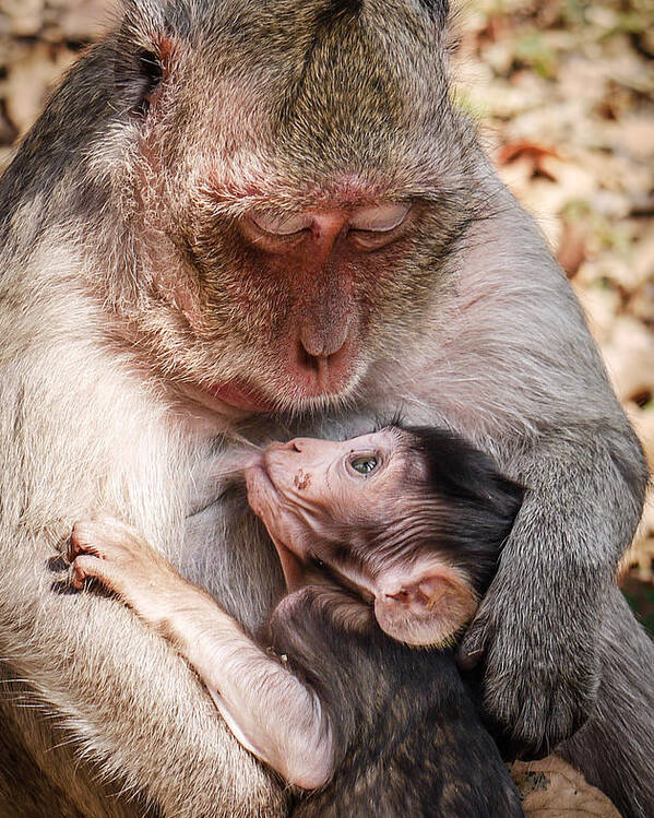 Monkey Mother Breastfeeding Baby Monkey Poster By Photography By Daniel Frauchiger Switzerland