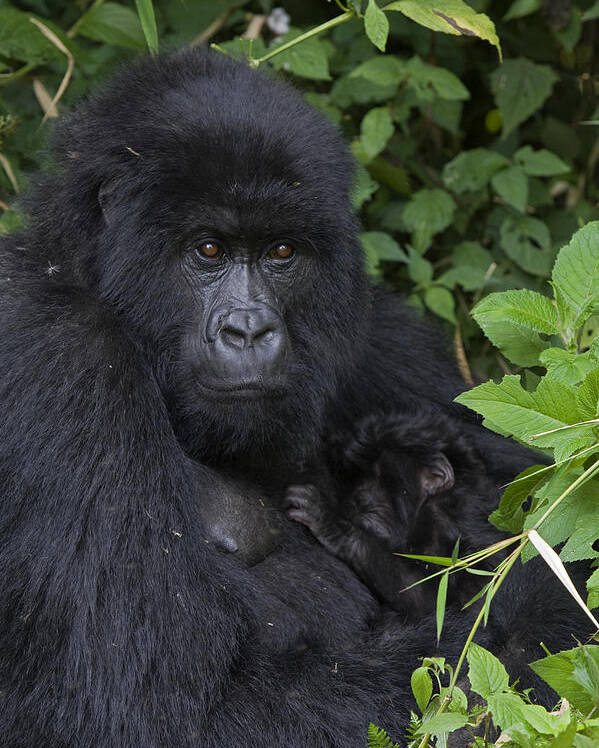 00427965 Poster featuring the photograph Mountain Gorilla Mother And Infant Parc by Suzi Eszterhas