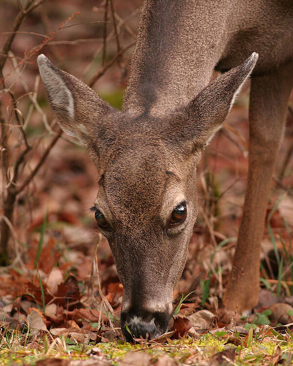 Odocoileus Virginanus Poster featuring the photograph Portrait Of Browsing Deer Two by Daniel Reed