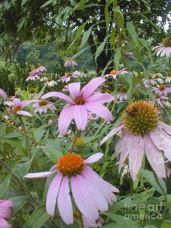Flowers Poster featuring the photograph Purple Coneflowers by Vonda Lawson-Rosa