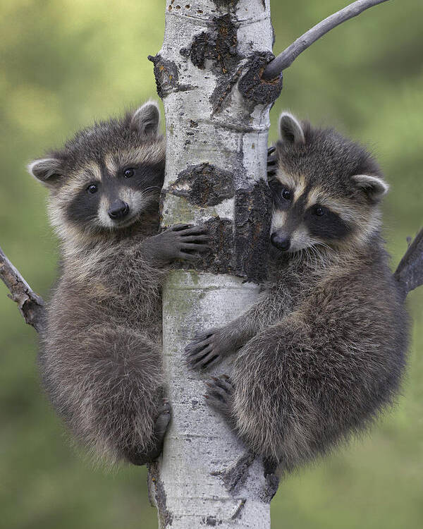 00176521 Poster featuring the photograph Raccoon Two Babies Climbing Tree North by Tim Fitzharris