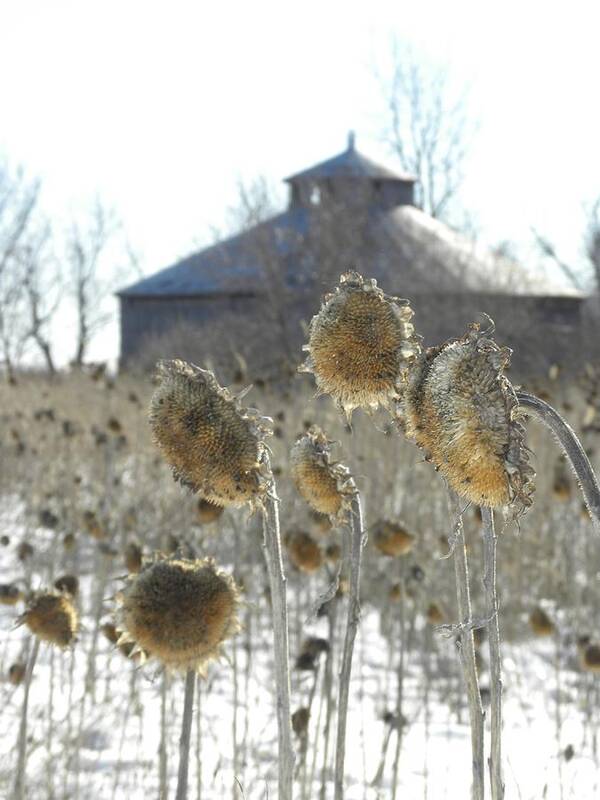 Barn Poster featuring the photograph Round Barn with Sunflowers by Peggy McDonald