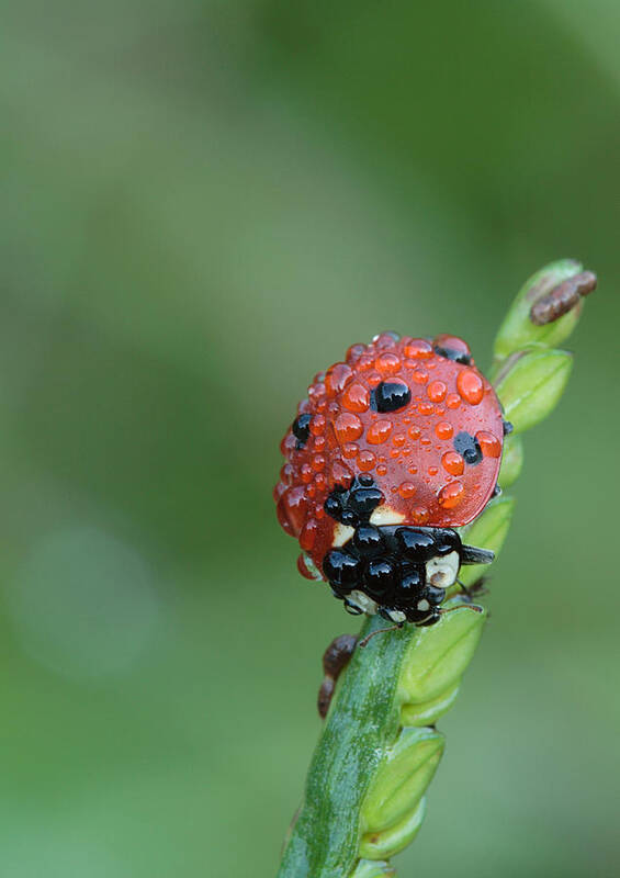 Nature Poster featuring the photograph Seven-spotted Lady Beetle On Grass With Dew by Daniel Reed