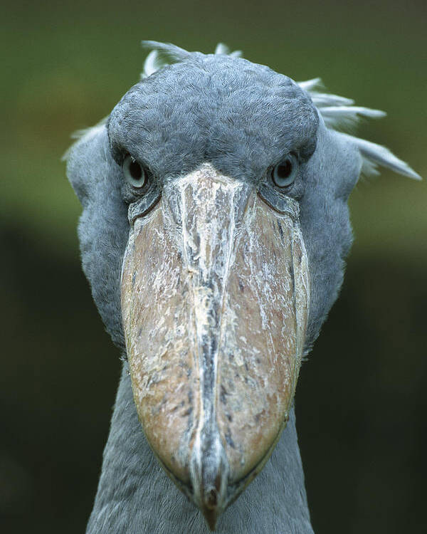 Mp Poster featuring the photograph Shoebill Balaeniceps Rex Portrait by Konrad Wothe