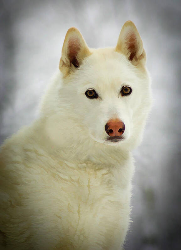 Husky Poster featuring the photograph The Stare by Joye Ardyn Durham