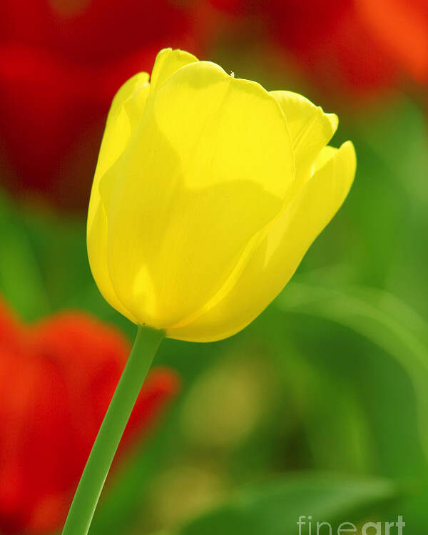 Tulip Poster featuring the photograph Tulipan Amarillo by Francisco Pulido