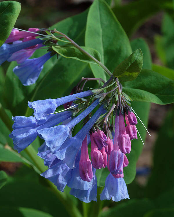 Flower Poster featuring the photograph Virginia Bluebells by Daniel Reed