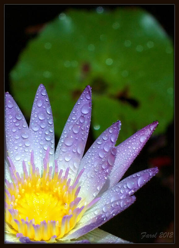 Water Lily Poster featuring the photograph Wet Water Lily by Farol Tomson