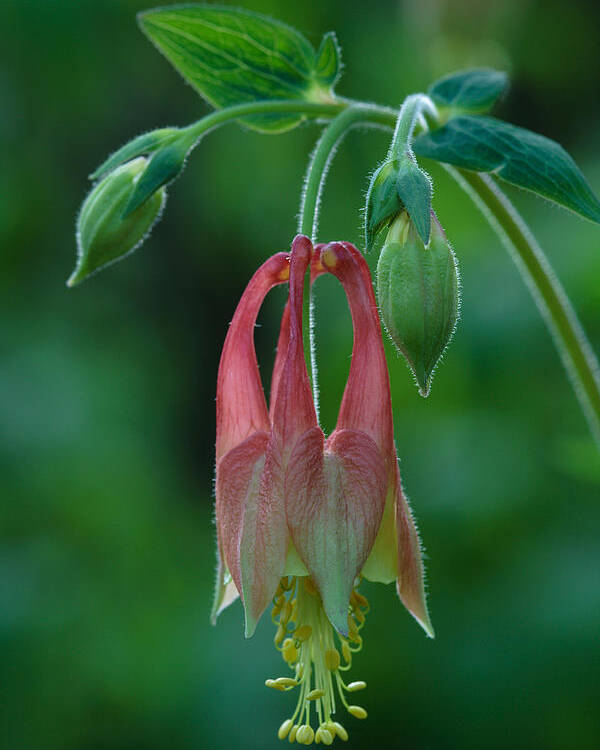 Aquilegia Canadensis Poster featuring the photograph Wild Columbine Flower by Daniel Reed