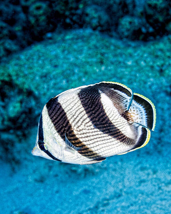 Banded Butterflyfish Poster featuring the photograph Banded Butterflyfish by Perla Copernik