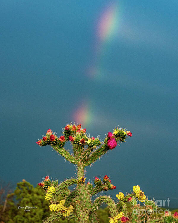 Natanson Poster featuring the photograph Cholla Rainbow #1 by Steven Natanson
