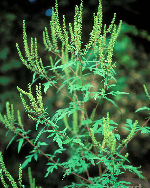 Plant Poster featuring the photograph Common Ragweed In Flower by John Kaprielian