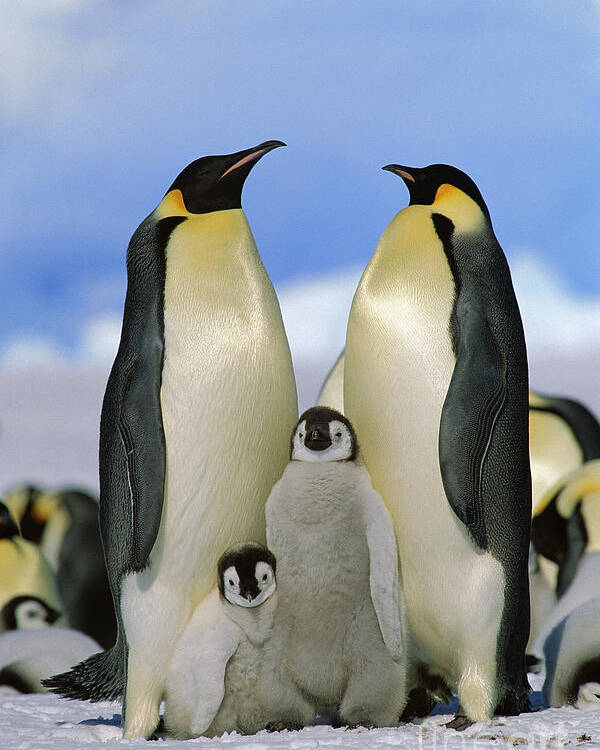 Mp Poster featuring the photograph Emperor Penguin Family by Konrad Wothe