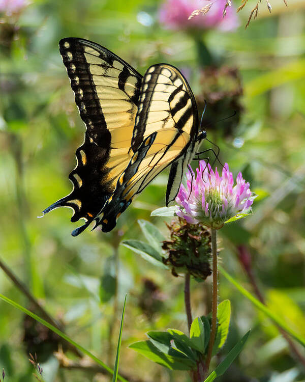 Butterfly Poster featuring the photograph Tiger Swallowtail Butterfly by Holden The Moment