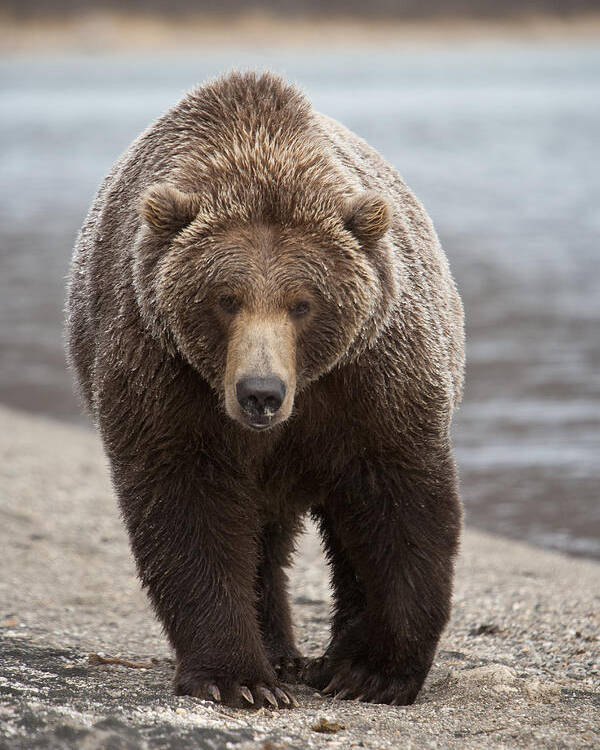 Mp Poster featuring the photograph Grizzly Bear Ursus Arctos Horribilis by Matthias Breiter