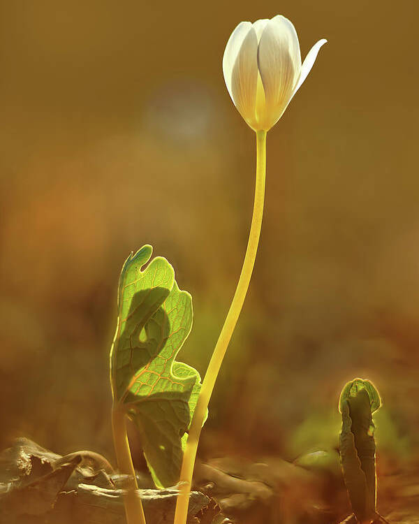 Sanguinaria Canadensis Poster featuring the photograph Bloodroot by Robert Charity