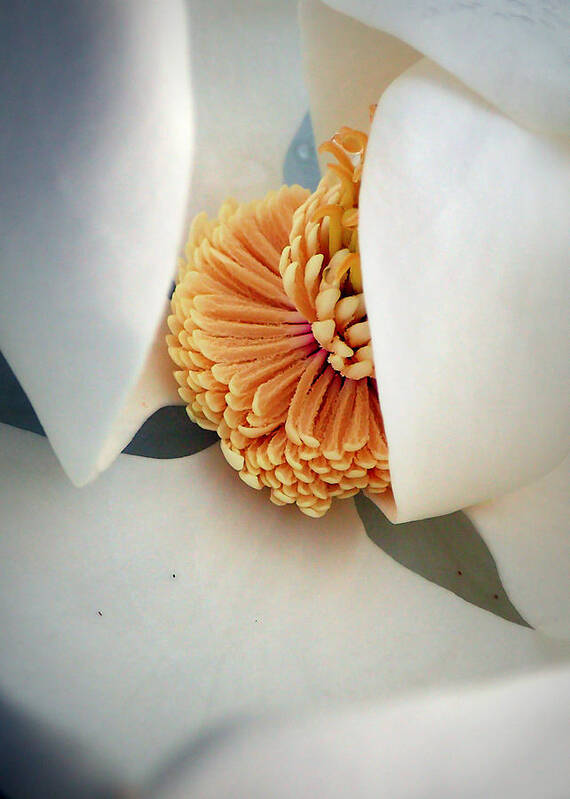 Magnolia Poster featuring the photograph Magnolia Blossom by Farol Tomson