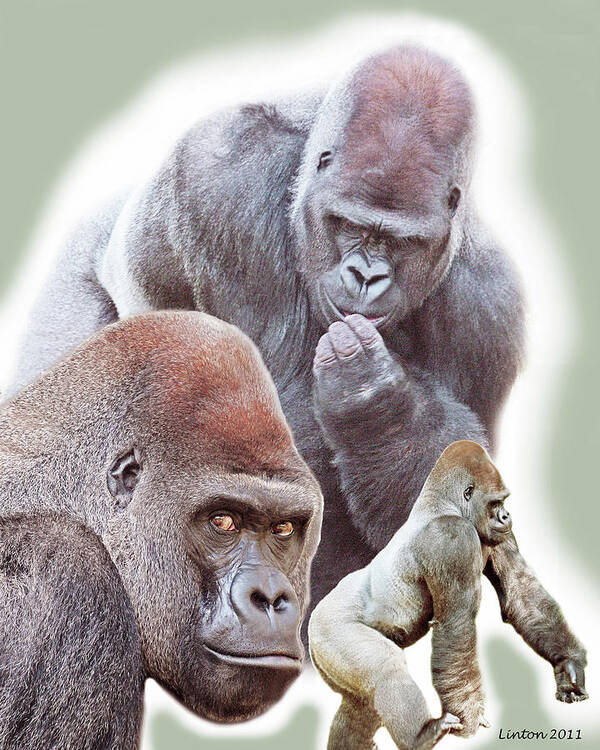 Lowland Gorilla Poster featuring the photograph Silverback Montage by Larry Linton