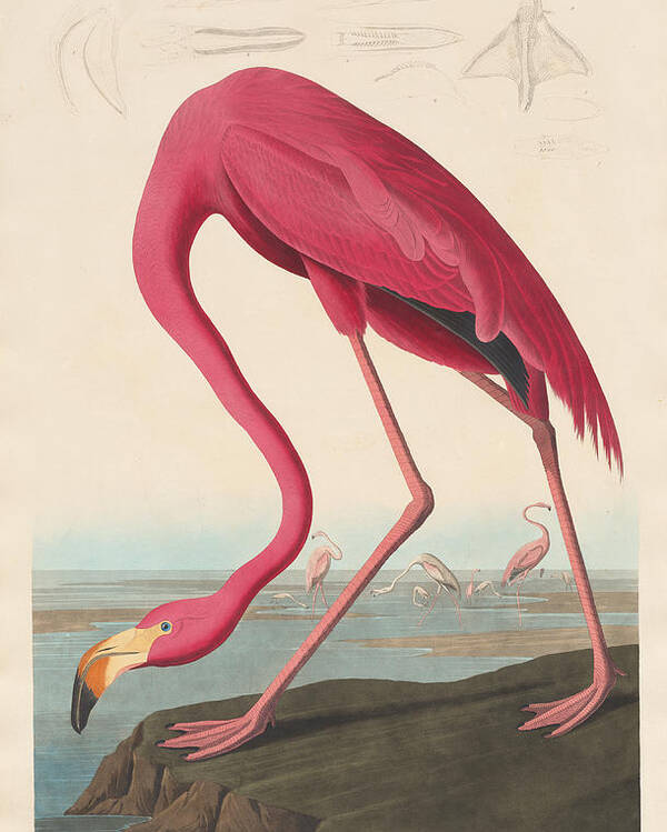 John James Audubon Poster featuring the painting American Flamingo by John James Audubon