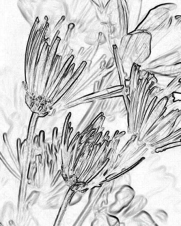 Flowers Poster featuring the photograph A Flower Sketch by Julie Lueders 