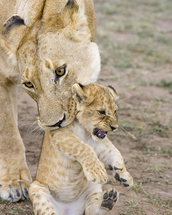 00761319 Poster featuring the photograph African Lion Mother Picking Up Cub by Suzi Eszterhas