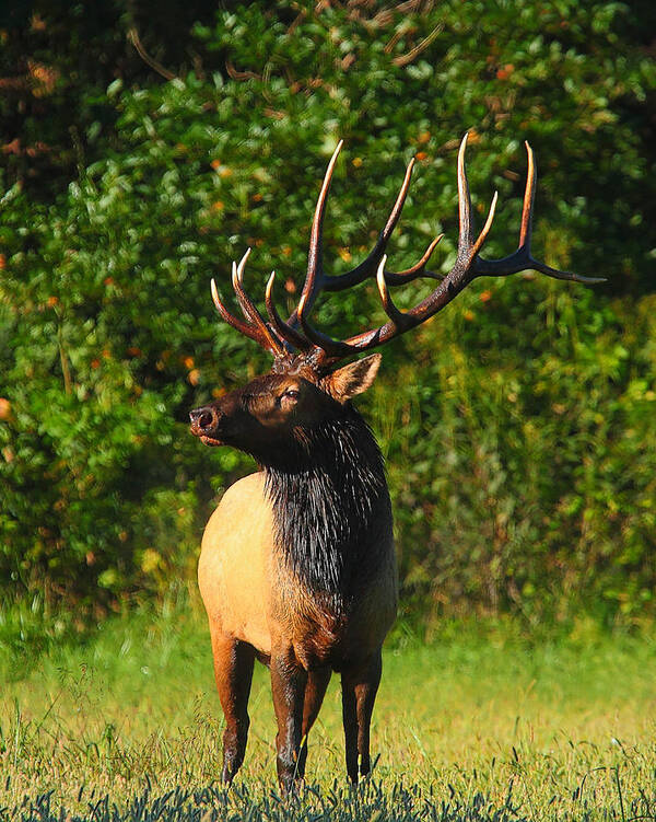 Bull Elk Poster featuring the photograph Alpha Bull Elk in Boxley Valley by Michael Dougherty