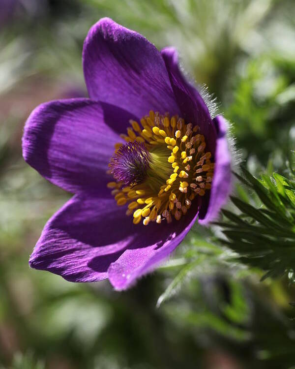 Flower Poster featuring the photograph Fuzzy Purple Anemone Pulsatilla Vulgaris by Tammy Pool