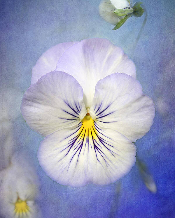 White Pancy Flower Poster featuring the photograph Angel Wings by Marina Kojukhova