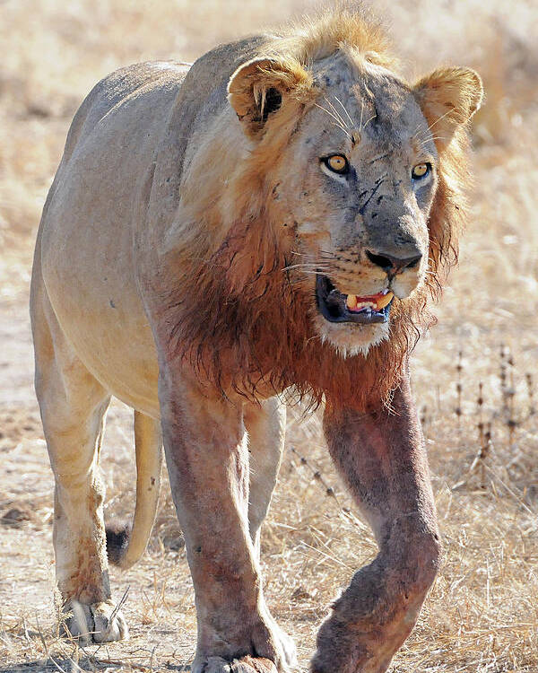 Lion Poster featuring the photograph Approaching Lion by Ted Keller