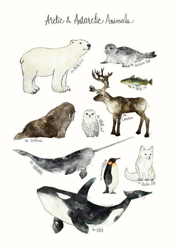 Chart Poster featuring the painting Arctic and Antarctic Animals by Amy Hamilton