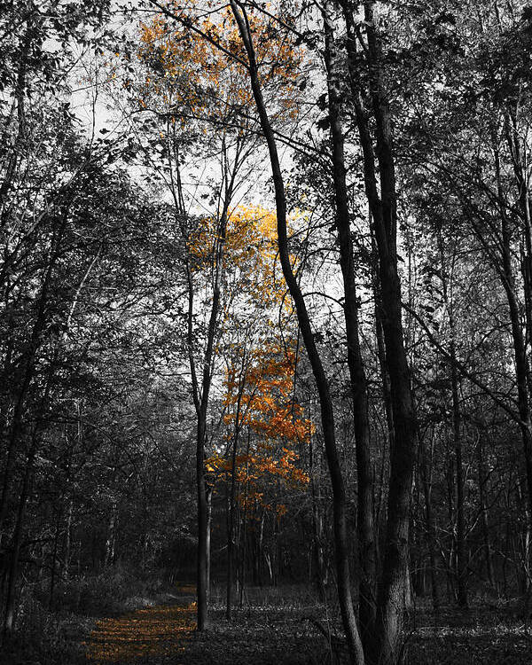 Autumn Morning Poster featuring the photograph Autumn Morning by Dylan Punke