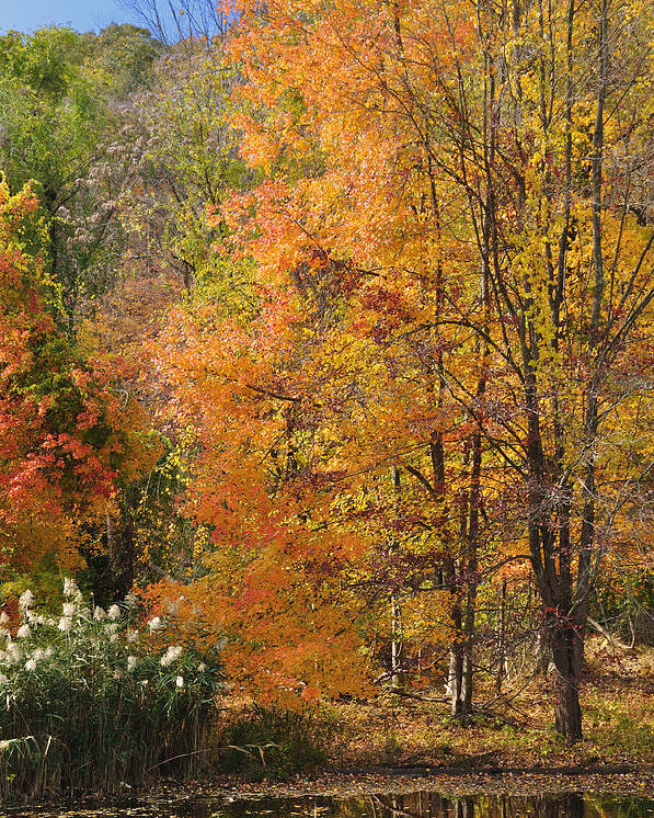 Fall Poster featuring the photograph Autumn Tranquility 4 by Frank Mari