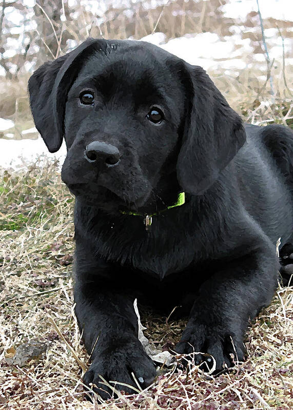 Black Lab Puppies for sale in Connecticut USA