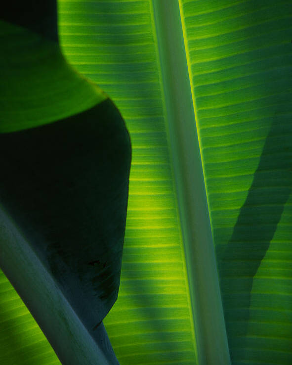 Banana Leaf Poster featuring the photograph Backlit Banana Leaves by Bob Coates