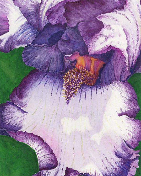Iris Poster featuring the painting Backyard Beauty by Lori Taylor
