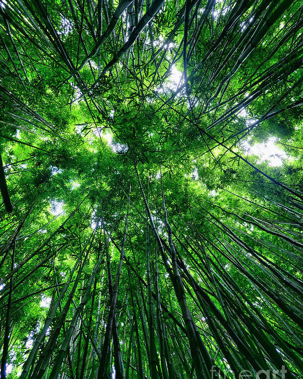 Bamboo Poster featuring the photograph Bamboo Forest by Eddie Yerkish