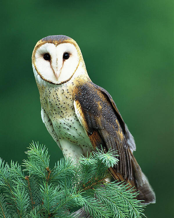 Mp Poster featuring the photograph Barn Owl Tyto Alba Portrait, Hudson by Tom Vezo