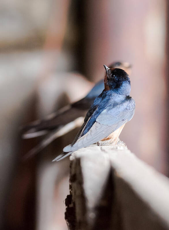 Barn Swallows Poster featuring the photograph Barn Swallows by Holden The Moment