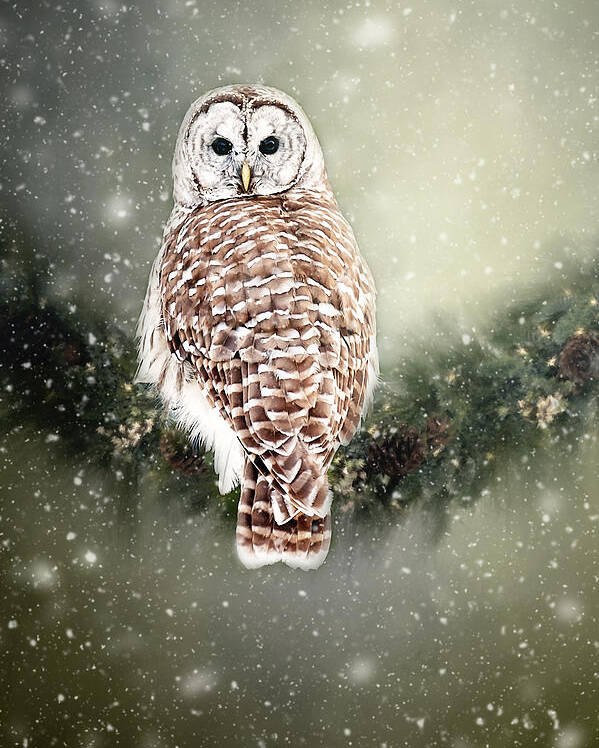 Barred Owl Print Poster featuring the photograph Barred Owl in the Snow by Gwen Gibson