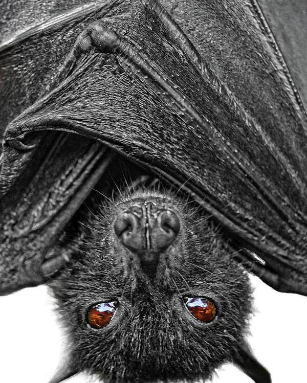 Bat Poster featuring the photograph Be Afraid by Yhun Suarez