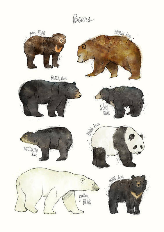 Bear Poster featuring the drawing Bears by Amy Hamilton