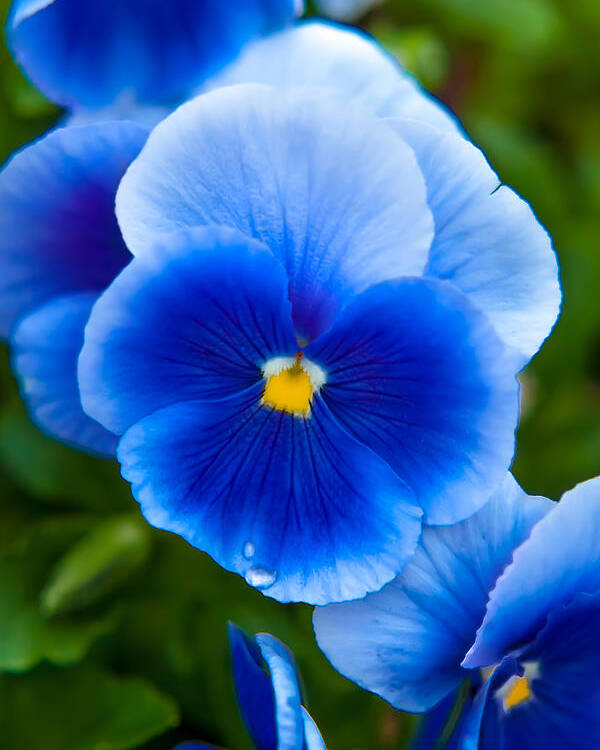 Spring Flowers Poster featuring the photograph Beautiful Blues by Az Jackson