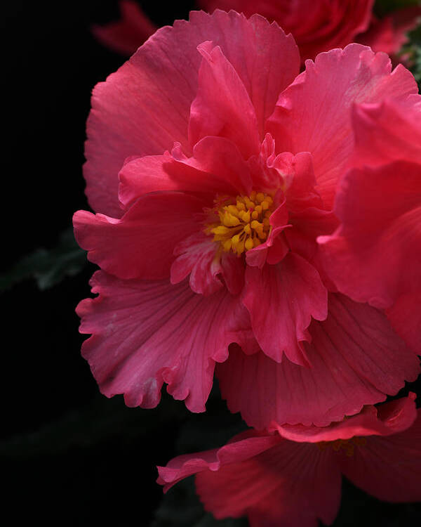 Flower Poster featuring the photograph Begonia by Tammy Pool