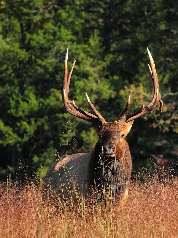 Big Bull Elk Poster featuring the photograph Big Bull Elk Up Close in Lost Valley by Michael Dougherty