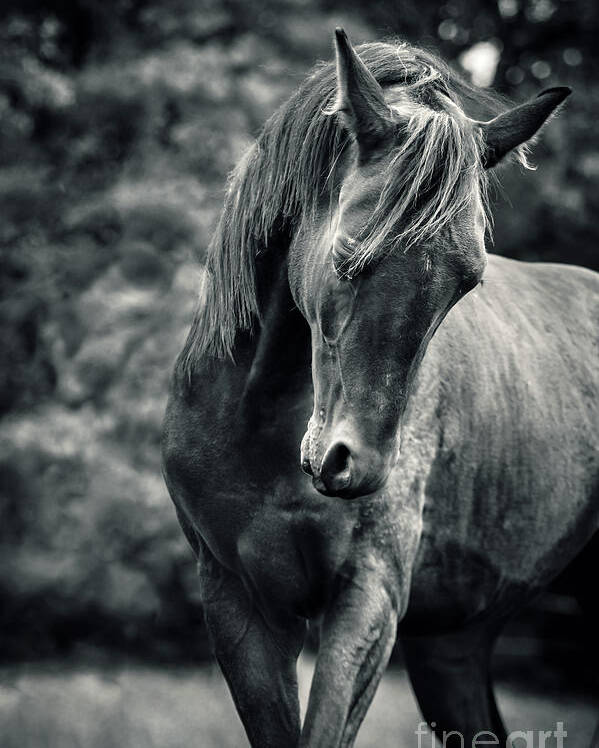 Horse Poster featuring the photograph Black and white portrait of horse by Dimitar Hristov