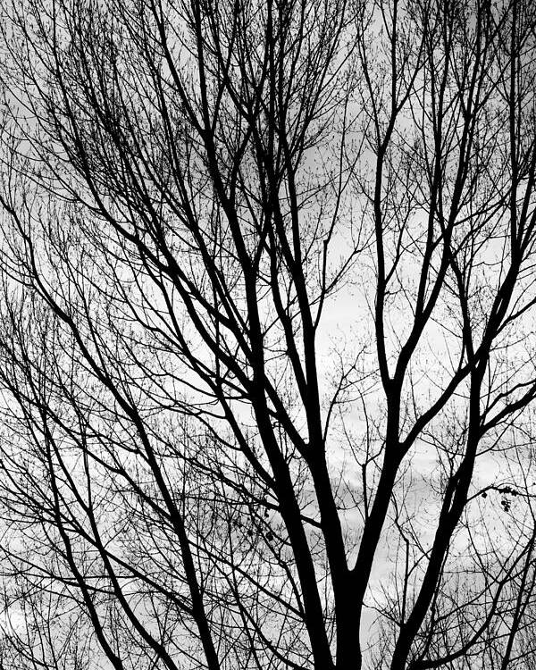 Black And White Tree Branches Silhouette Poster By James Bo Insogna