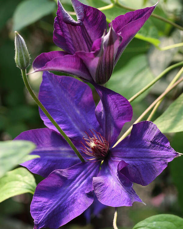 Abundant Poster featuring the photograph Black Tea Clematis by Tammy Pool