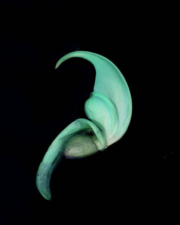 Jade Vine Poster featuring the photograph Blue Claw by Cate Franklyn
