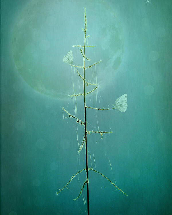 Photography Poster featuring the photograph Blue Moon by Marina Kojukhova