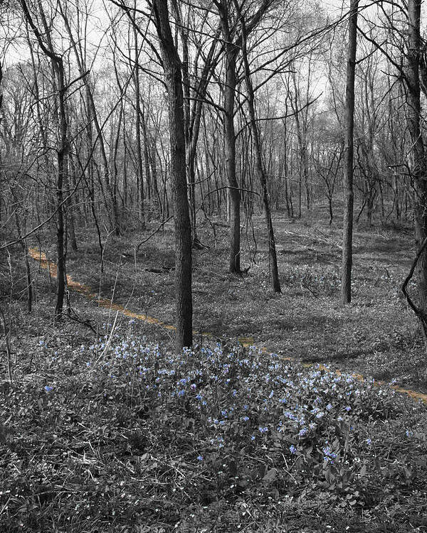 Landscape Poster featuring the photograph Blue Path by Dylan Punke
